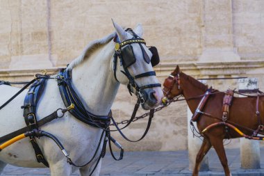 İspanya 'nın Seville şehrinde turistler için tipik at arabalarını çekecek. 
