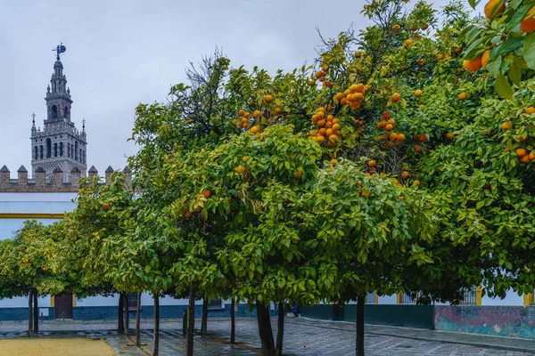 Widok na wieżę Giralda w Sewilli, Hiszpania, z dziedzińca drzew pomarańczowych. — Zdjęcie stockowe