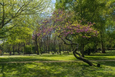 Asturias 'ın Aviles kentindeki Ferrera halk parkı.