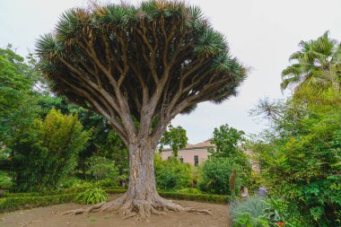 Dracaena drake. Kanarya Adaları, Tenerife 'deki La Orotava şehrinin botanik bahçesindeki Kanarya ejderha ağacı. İspanya. Yüksek kalite fotoğraf