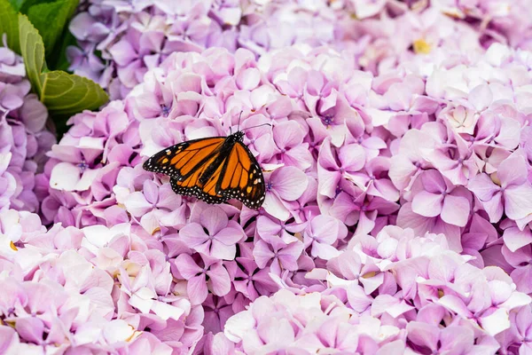 Danaus Plexippus Monarch Butterfly Beautiful Butterfly Flowers Canary Islands Lepidoptera — 스톡 사진