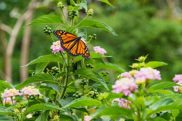 Danaus Plexippus Monarch Butterfly Beautiful Butterfly Flowers Canary Islands Lepidoptera — 스톡 사진