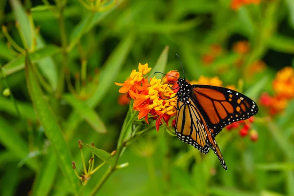 Danaus Plexippus Monarch Butterfly Beautiful Butterfly Flowers Canary Islands Lepidoptera — 스톡 사진
