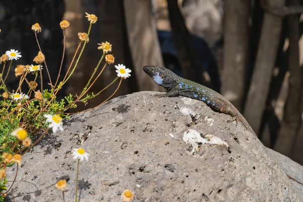 Gallotia galloti. Endemic lizard of the islands of Tenerife and La Palma, in the Canary Islands. High quality photo