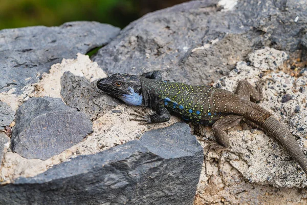 Gallotia galloti. Endemic lizard of the islands of Tenerife and La Palma, in the Canary Islands. High quality photo