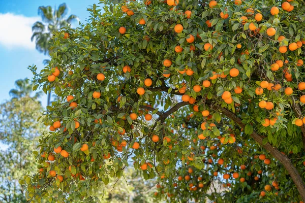 Orange trees in the Maria Luisa Park in the city of Seville, in Spain. High quality photo