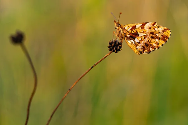 발레리아의 Nymphalidae 의작은 자리에 삼각형 고품질 — 스톡 사진