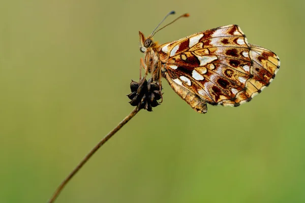 발레리아의 Nymphalidae 의작은 자리에 삼각형 고품질 — 스톡 사진