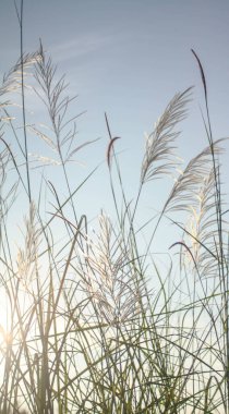 Sabah güneşi altında çimen çiçekleri Yazın açık mavi gökyüzüne karşı