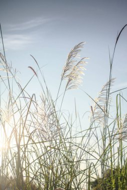 Sabah güneşi altında çimen çiçekleri Yazın açık mavi gökyüzüne karşı