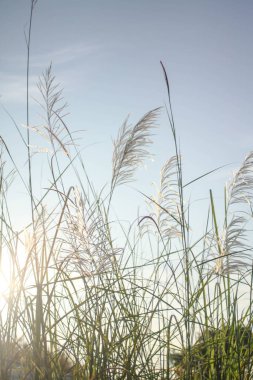 Sabah güneşi altında çimen çiçekleri Yazın açık mavi gökyüzüne karşı