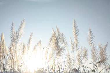 Sabah güneşi altında çimen çiçekleri Yazın açık mavi gökyüzüne karşı