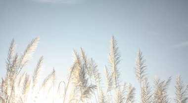 Sabah güneşi altında çimen çiçekleri Yazın açık mavi gökyüzüne karşı