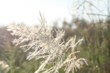 Ön çiçeğin yakın plan çekimi. Akşam güneşi arkadan parlıyor..