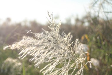 Ön çiçeğin yakın plan çekimi. Akşam güneşi arkadan parlıyor..