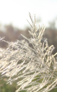 Ön çiçeğin yakın plan çekimi. Akşam güneşi arkadan parlıyor..