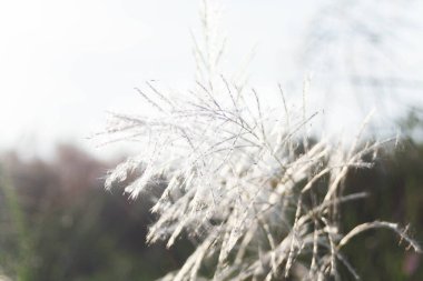 Ön çiçeğin yakın plan çekimi. Akşam güneşi arkadan parlıyor..