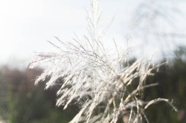 Ön çiçeğin yakın plan çekimi. Akşam güneşi arkadan parlıyor..