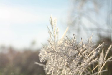 Ön çiçeğin yakın plan çekimi. Akşam güneşi arkadan parlıyor..