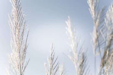 Sabah güneşi altında çimen çiçekleri Yazın açık mavi gökyüzüne karşı