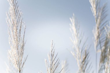 Sabah güneşi altında çimen çiçekleri Yazın açık mavi gökyüzüne karşı