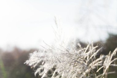 Ön çiçeğin yakın plan çekimi. Akşam güneşi arkadan parlıyor..