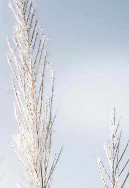 Sabah güneşi altında çimen çiçekleri Yazın açık mavi gökyüzüne karşı