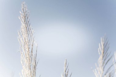 Sabah güneşi altında çimen çiçekleri Yazın açık mavi gökyüzüne karşı