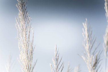 Sabah güneşi altında çimen çiçekleri Yazın açık mavi gökyüzüne karşı