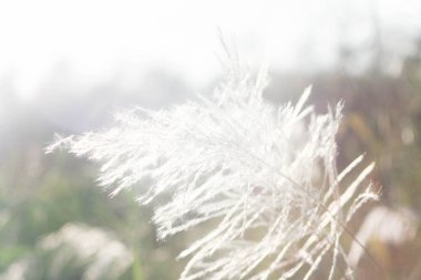 Ön çiçeğin yakın plan çekimi. Akşam güneşi arkadan parlıyor..