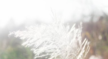 Ön çiçeğin yakın plan çekimi. Akşam güneşi arkadan parlıyor..