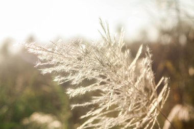 Ön çiçeğin yakın plan çekimi. Akşam güneşi arkadan parlıyor..