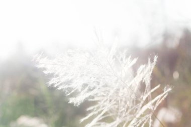 Ön çiçeğin yakın plan çekimi. Akşam güneşi arkadan parlıyor..