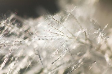 Ön çiçeğin yakın plan çekimi. Akşam güneşi arkadan parlıyor..