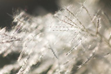 Ön çiçeğin yakın plan çekimi. Akşam güneşi arkadan parlıyor..