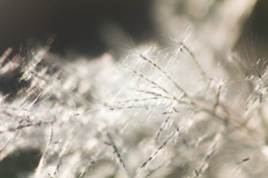 Ön çiçeğin yakın plan çekimi. Akşam güneşi arkadan parlıyor..