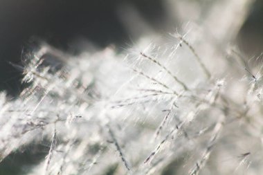 Ön çiçeğin yakın plan çekimi. Akşam güneşi arkadan parlıyor..