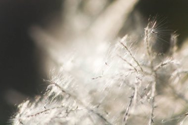 Ön çiçeğin yakın plan çekimi. Akşam güneşi arkadan parlıyor..