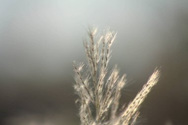 Ön çiçeğin yakın plan çekimi. Akşam güneşi arkadan parlıyor..