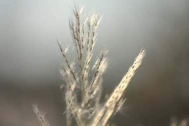 Ön çiçeğin yakın plan çekimi. Akşam güneşi arkadan parlıyor..