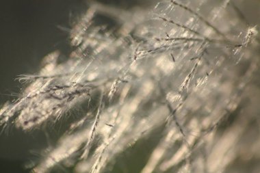 Ön çiçeğin yakın plan çekimi. Akşam güneşi arkadan parlıyor..