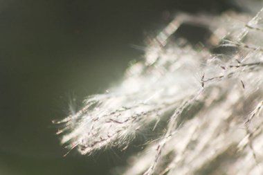 Ön çiçeğin yakın plan çekimi. Akşam güneşi arkadan parlıyor..