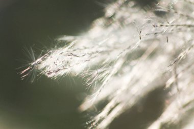 Ön çiçeğin yakın plan çekimi. Akşam güneşi arkadan parlıyor..