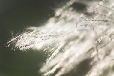 Ön çiçeğin yakın plan çekimi. Akşam güneşi arkadan parlıyor..