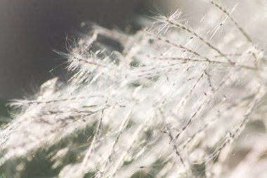 Ön çiçeğin yakın plan çekimi. Akşam güneşi arkadan parlıyor..