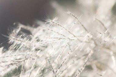 Ön çiçeğin yakın plan çekimi. Akşam güneşi arkadan parlıyor..