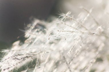 Ön çiçeğin yakın plan çekimi. Akşam güneşi arkadan parlıyor..