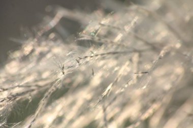 Ön çiçeğin yakın plan çekimi. Akşam güneşi arkadan parlıyor..