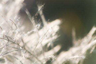 Ön çiçeğin yakın plan çekimi. Akşam güneşi arkadan parlıyor..