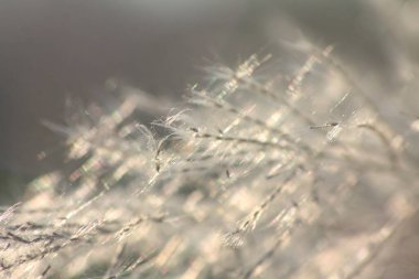 Ön çiçeğin yakın plan çekimi. Akşam güneşi arkadan parlıyor..